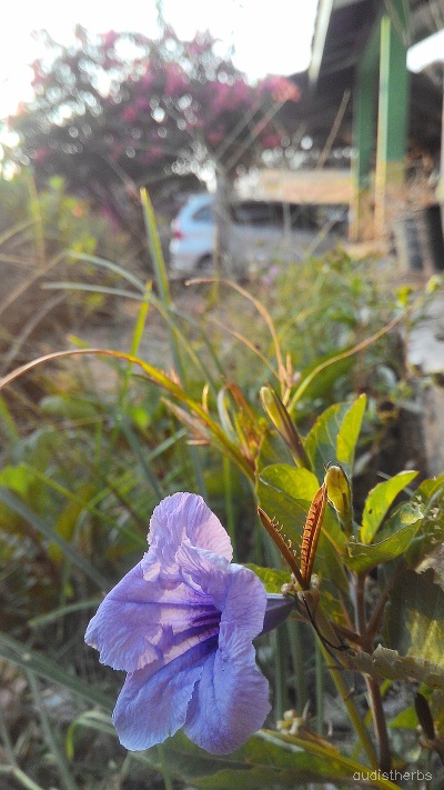 Ruellia tuberosa flower1.jpg